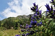 67 Genziana minore (Gentiana asclepiadea)